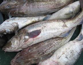 鳕鱼最新爆料图片大全,高清美图大集合，带你领略海洋美食风采